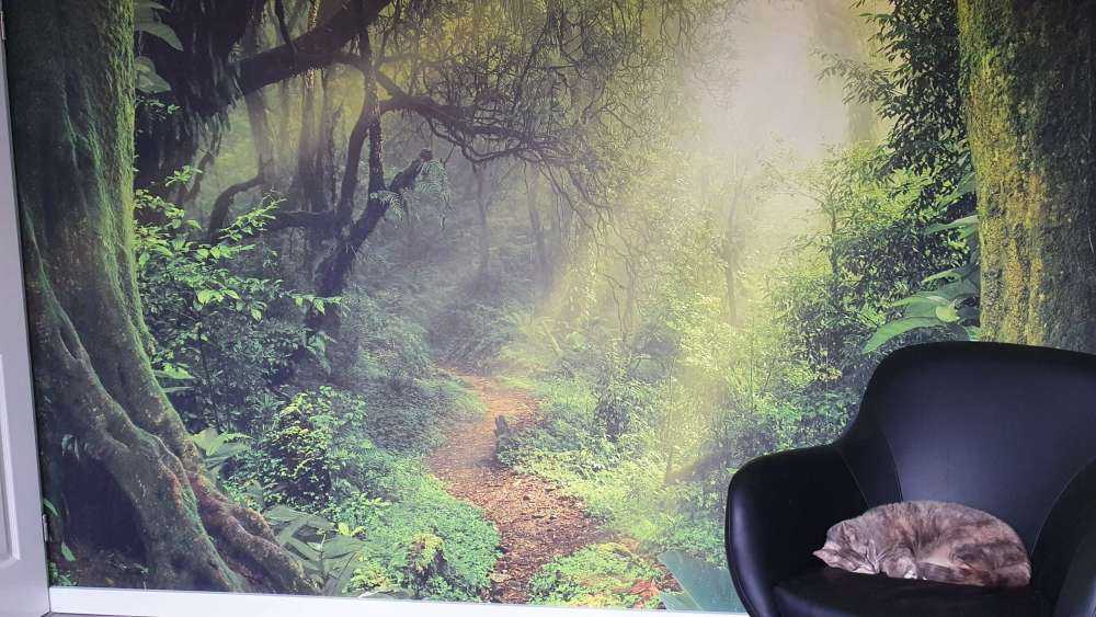 Jungle avec des rayons de soleil