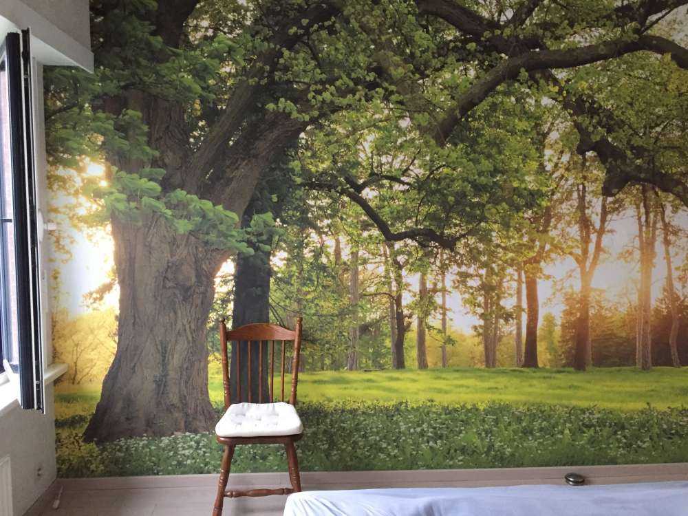 Espace ouvert dans la forêt
