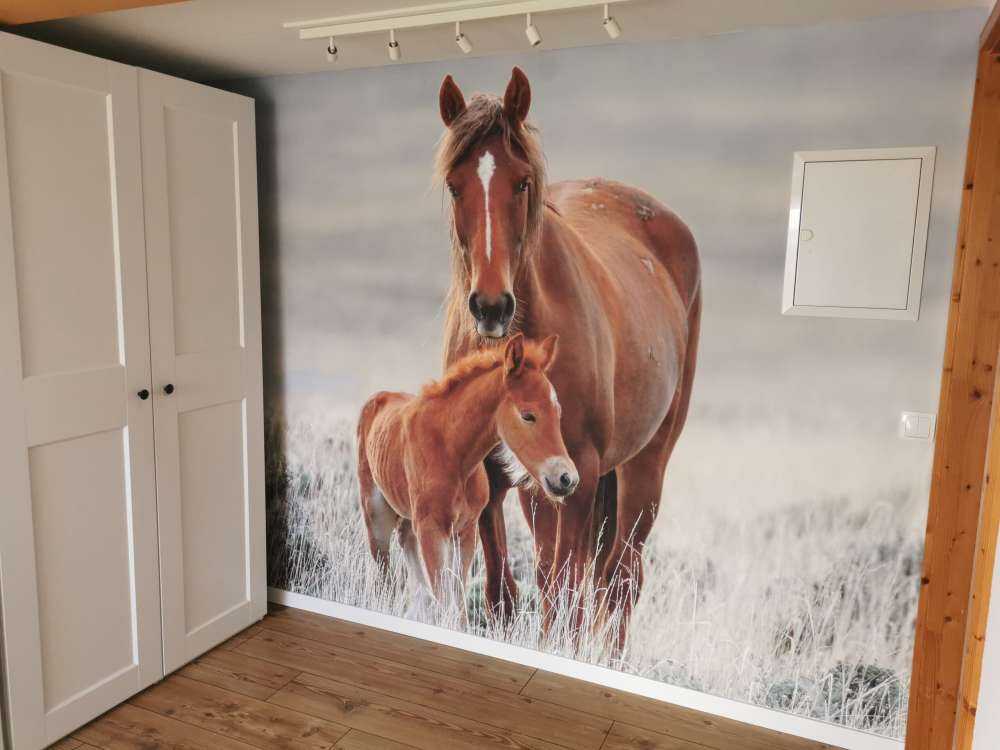 Chevaux sauvages