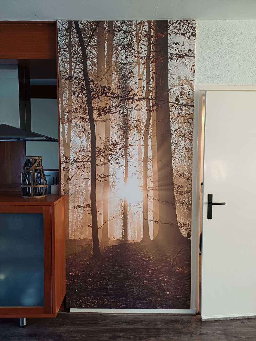 Soleil dans une forêt brumeuse