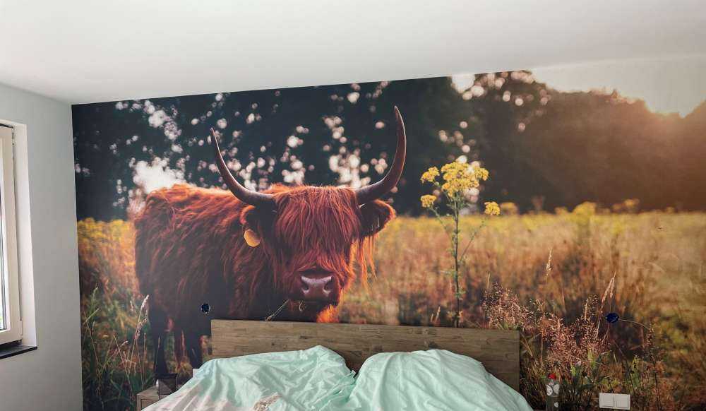 Un Highland écossais dans les hautes herbes