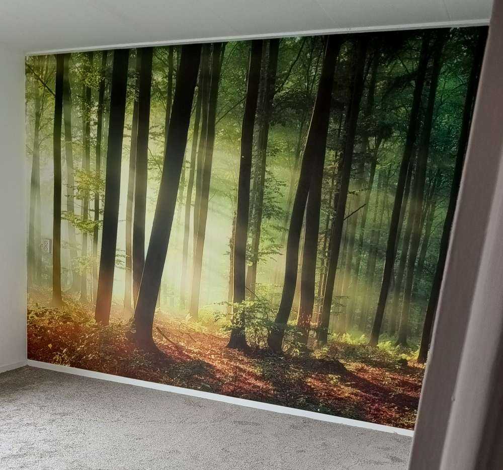 Soleil matinal parmi les arbres