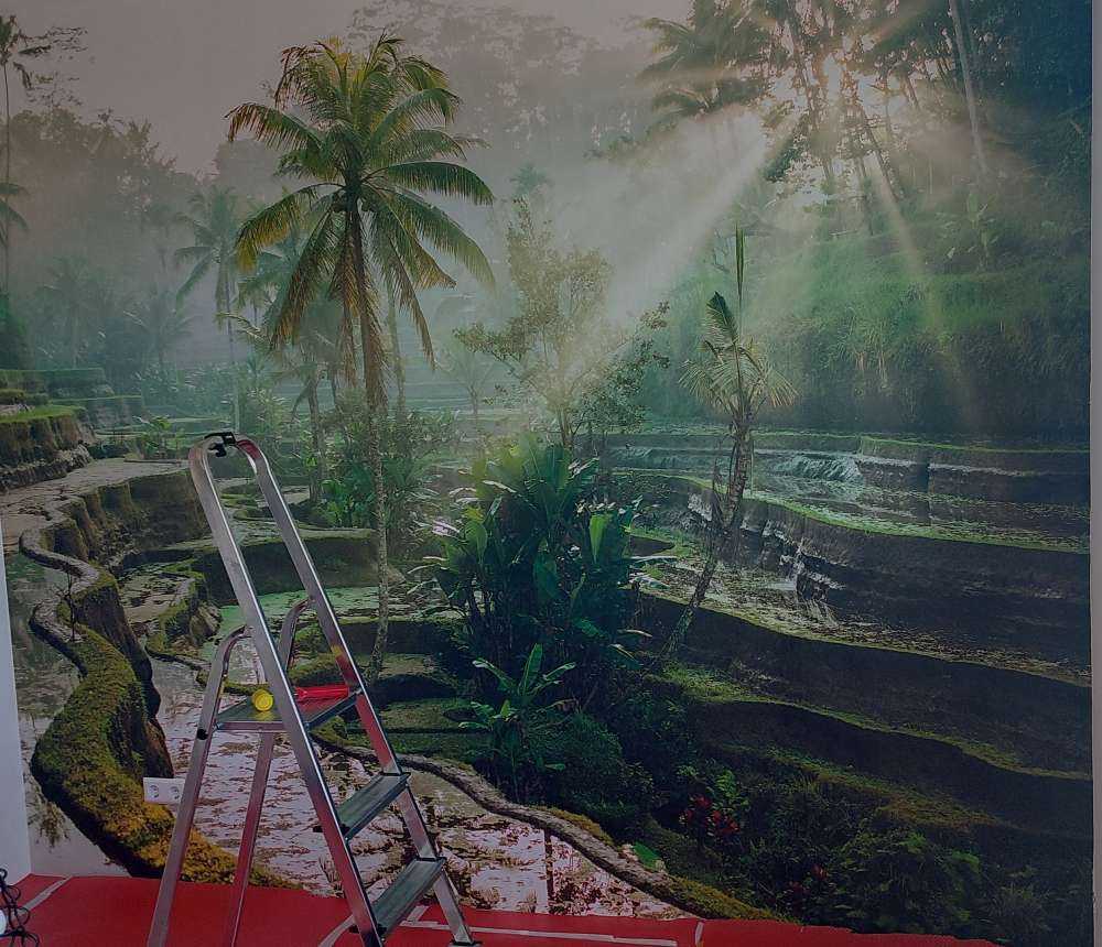 Des rizières dans la jungle