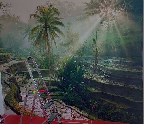 Des rizières dans la jungle