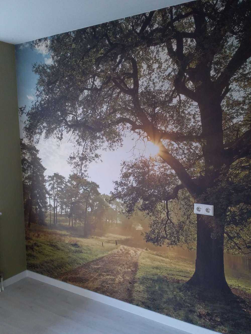 Lever de soleil dans la forêt