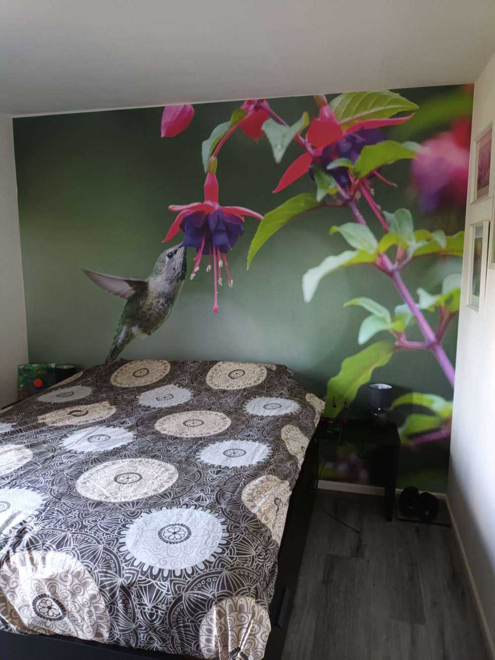 Colibri en vol