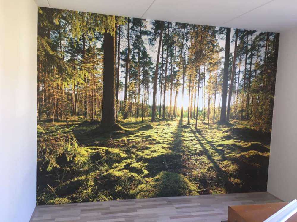 Forêt de pins