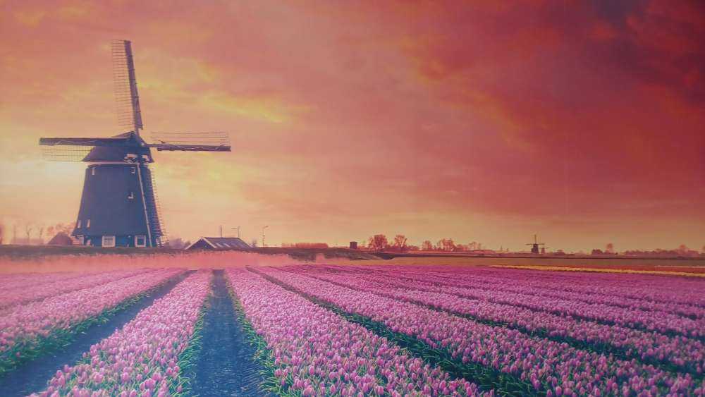 Tulipes avec moulin