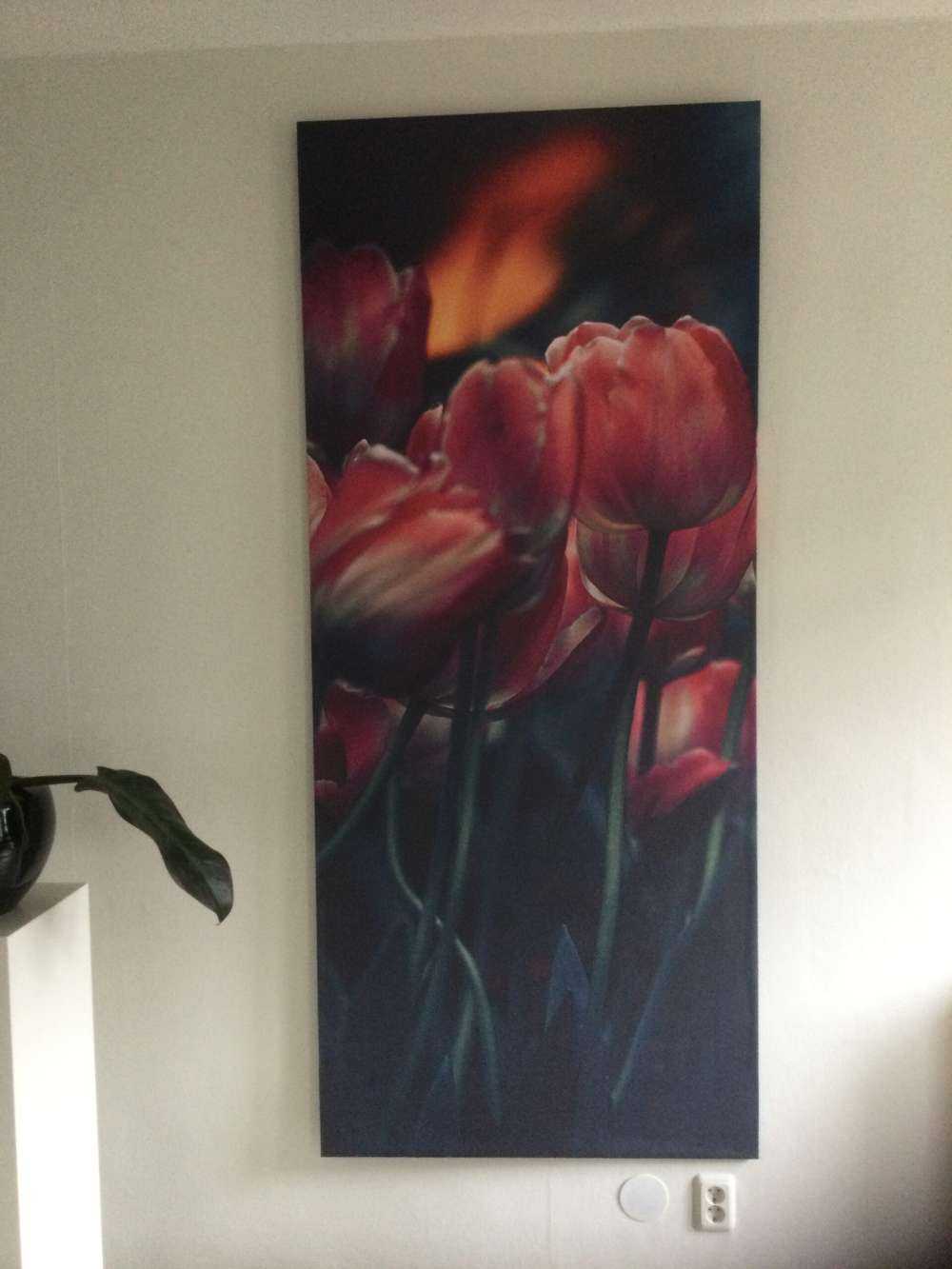 Les tulipes anciennes