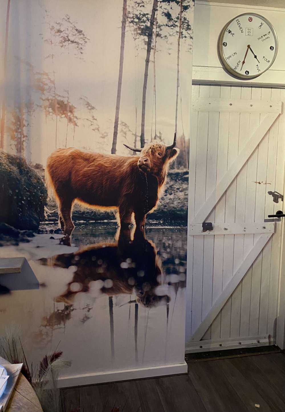 Highlander écossais dans l'eau