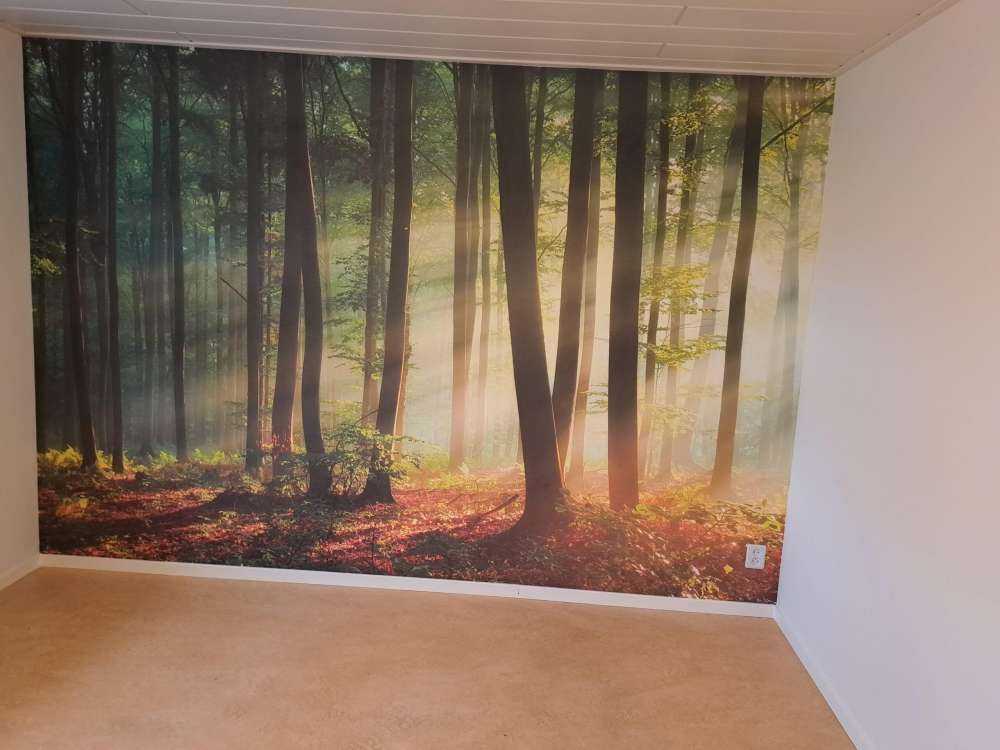Soleil matinal parmi les arbres