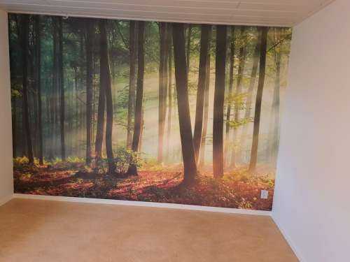 Soleil matinal parmi les arbres