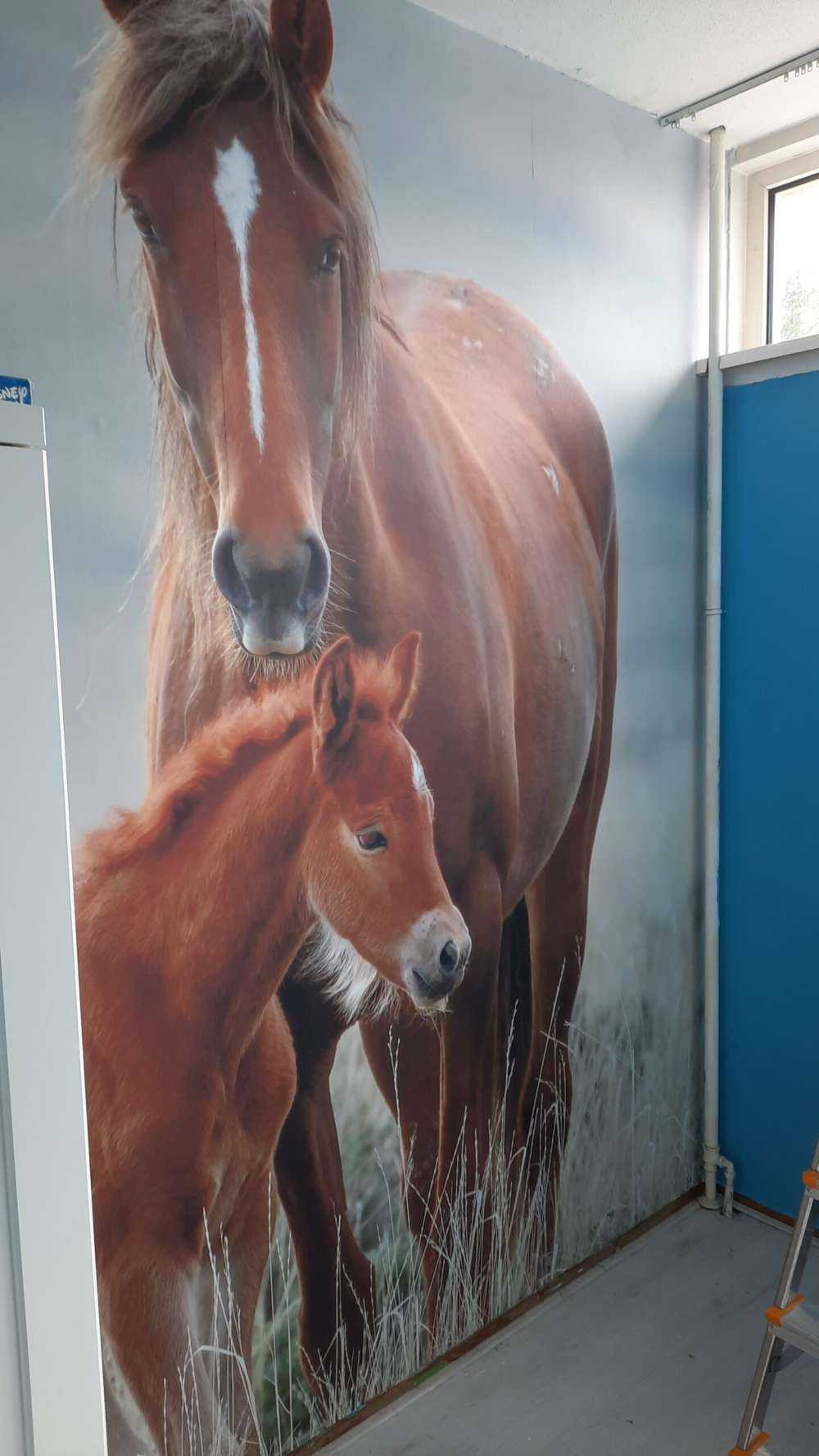 Chevaux sauvages