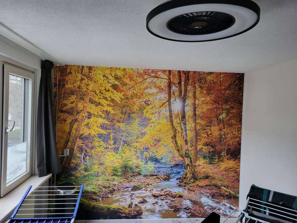 Automne dans une forêt sauvage