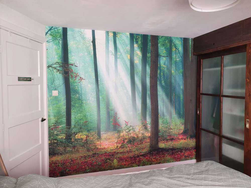 Matin dans les bois