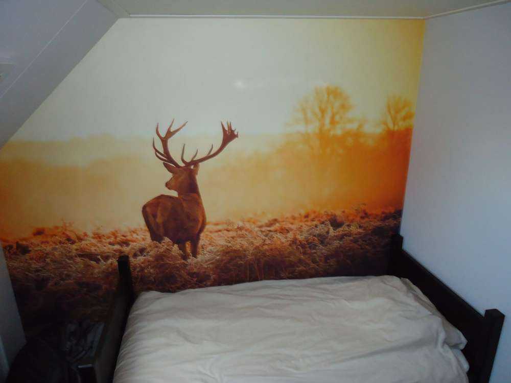 Cerf au lever du soleil