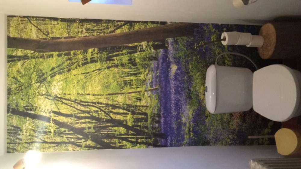 Forêt dans la lumière du soleil
