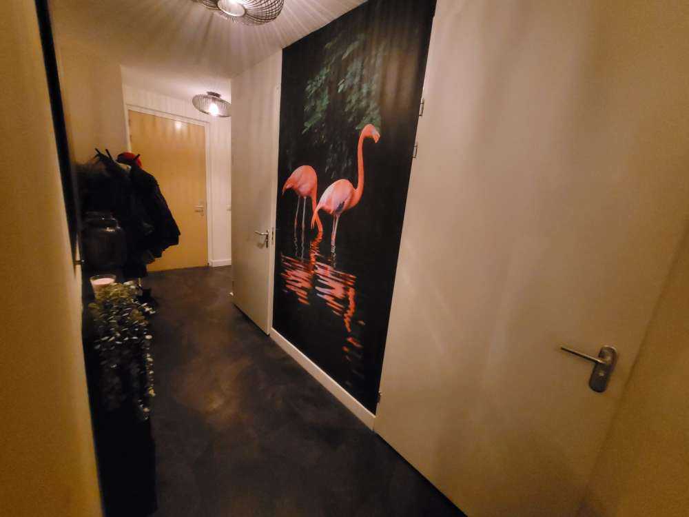 Deux flamants des Caraïbes