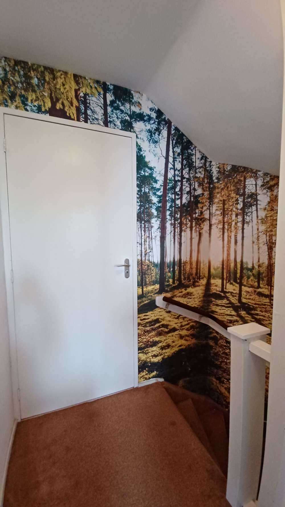 Forêt de pins
