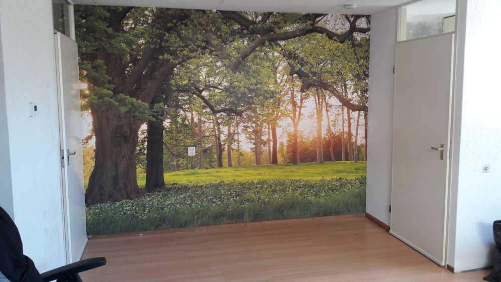 Espace ouvert dans la forêt