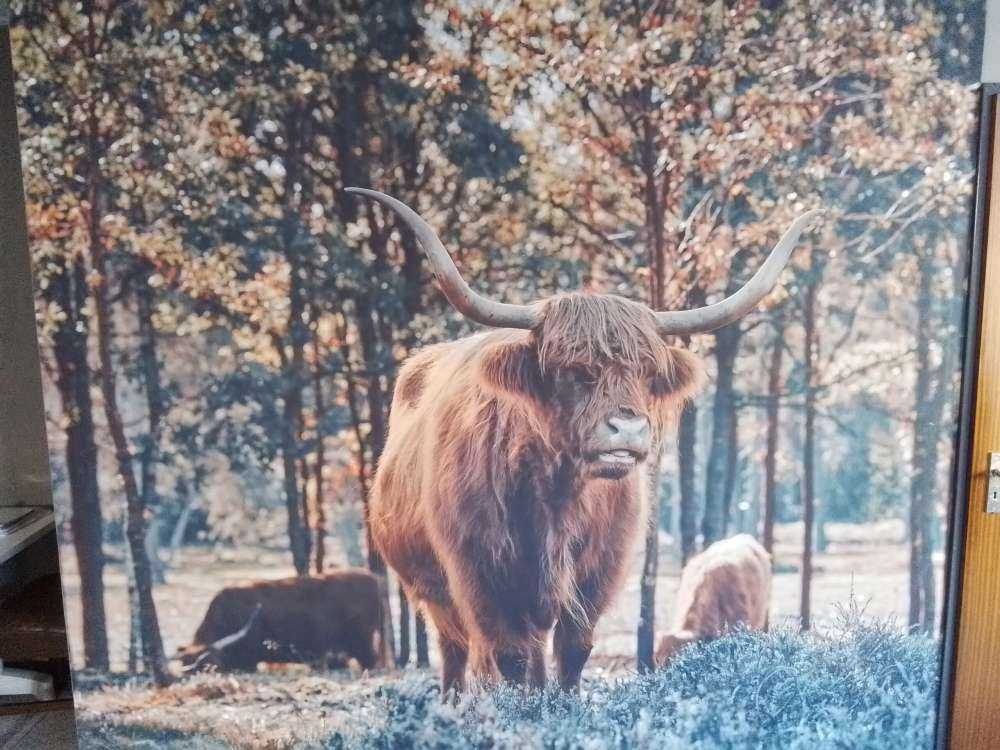Highlander écossais à la lisière de la forêt
