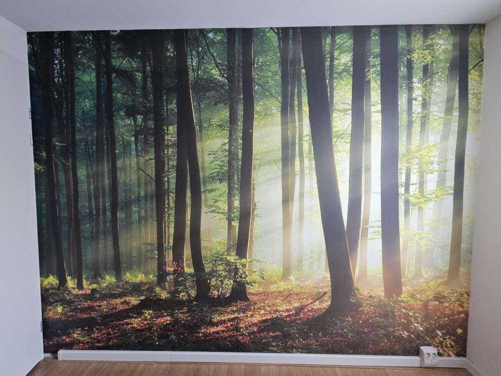 Soleil matinal parmi les arbres
