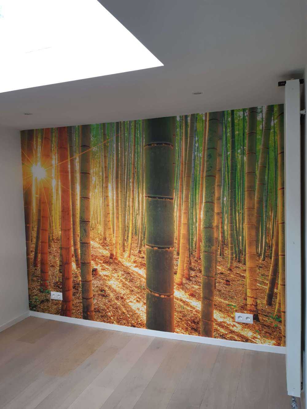 Forêt de bambous au lever du soleil
