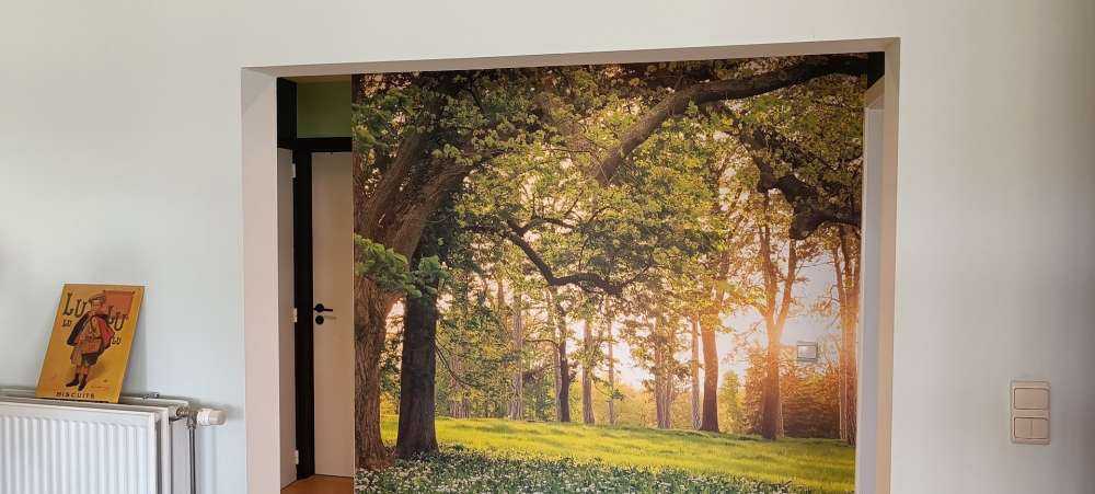 Espace ouvert dans la forêt