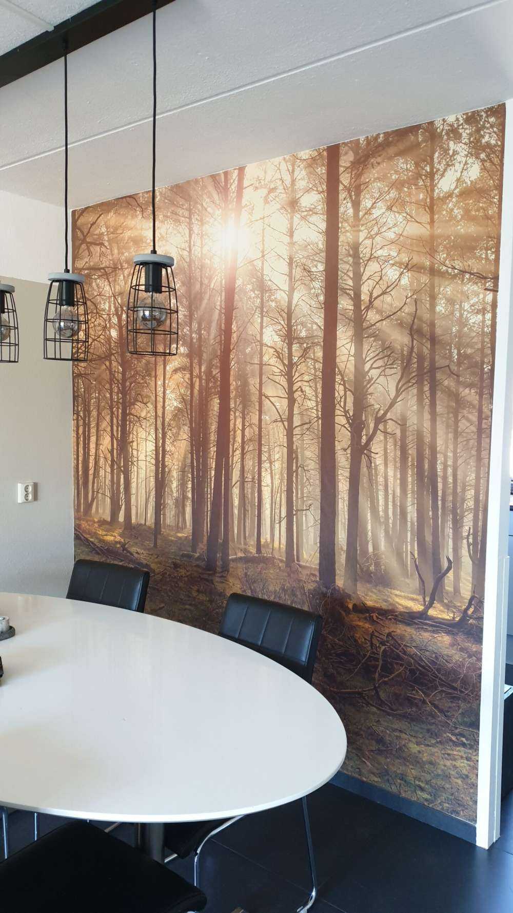Forêt avec de grands arbres