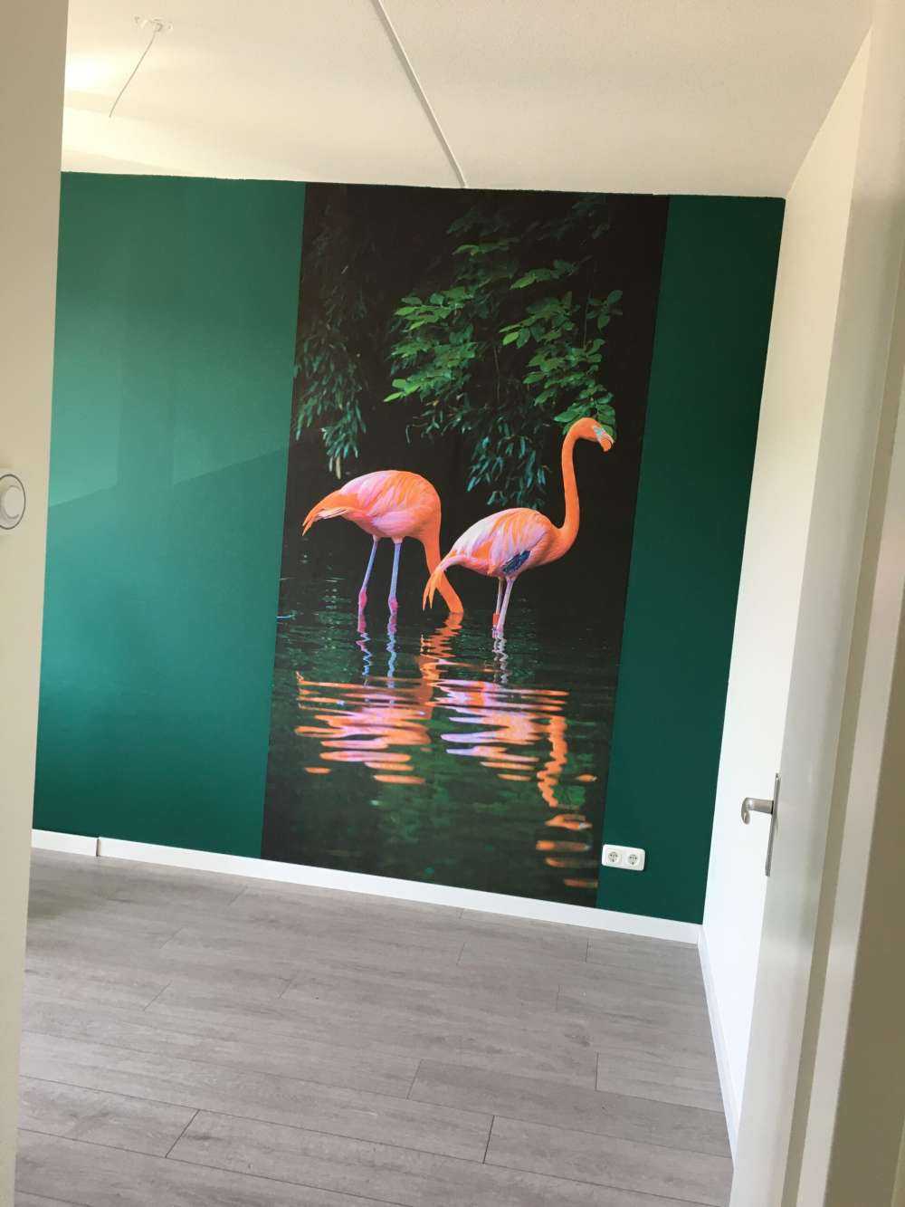 Deux flamants des Caraïbes