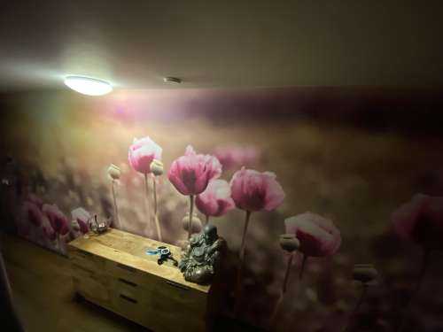 Coquelicots roses