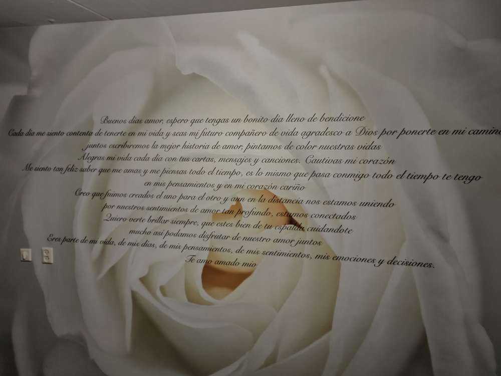 Rose blanche