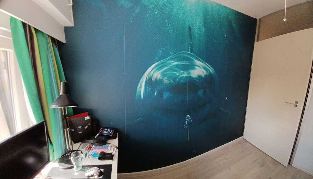 Un grand requin