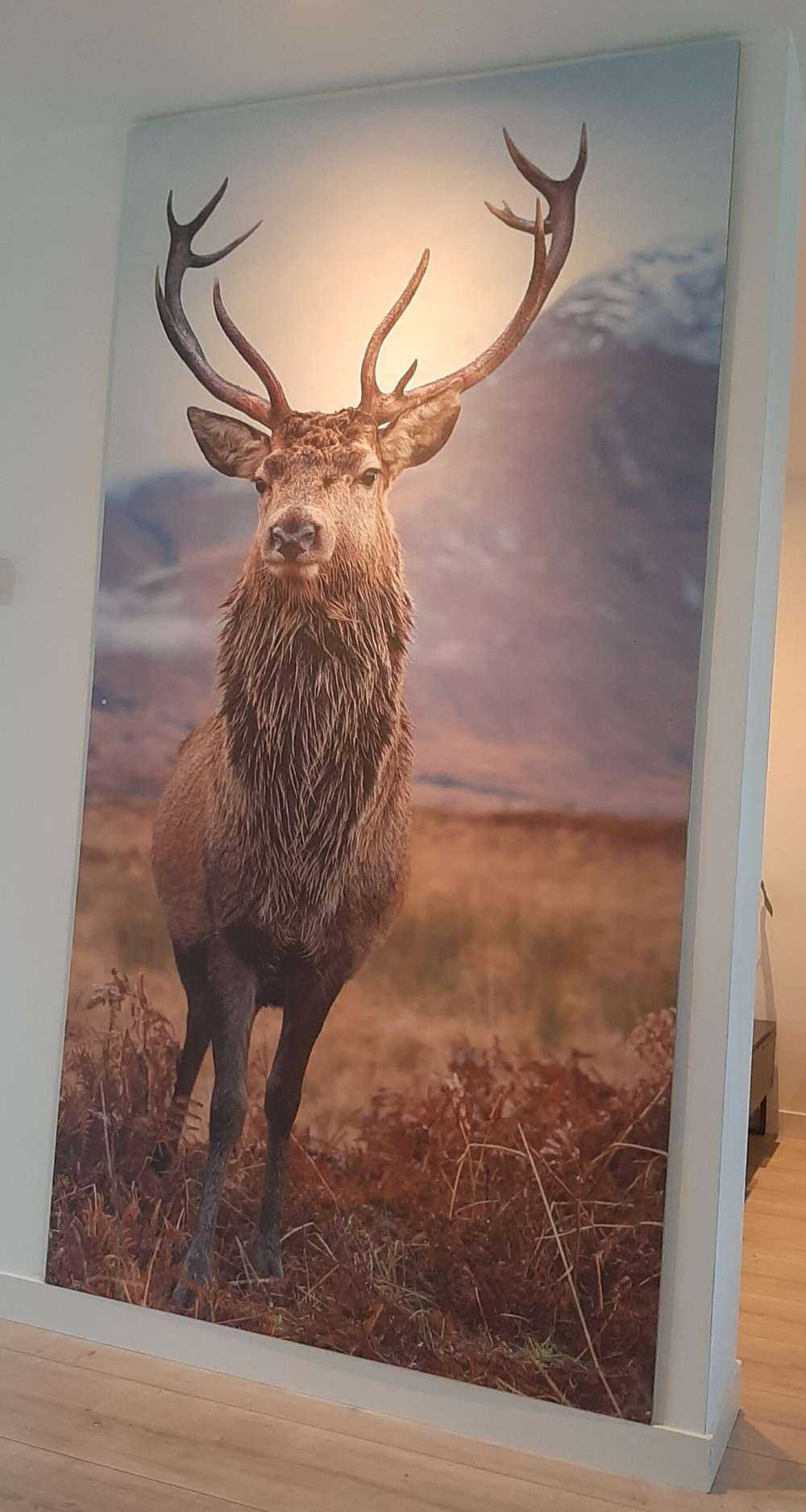 Cerf dans les montagnes