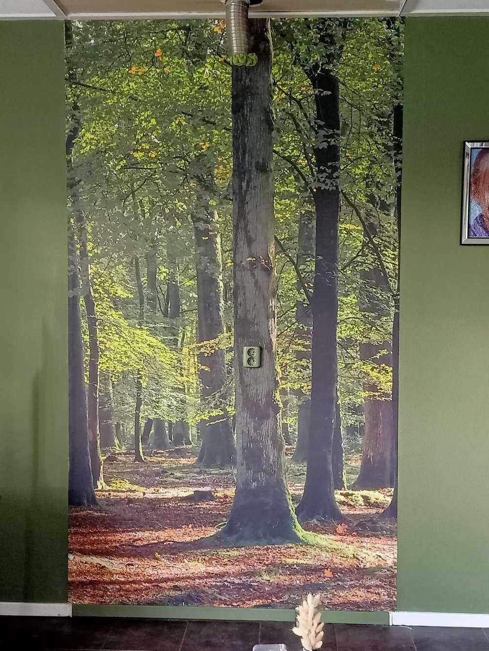 Promenade en forêt