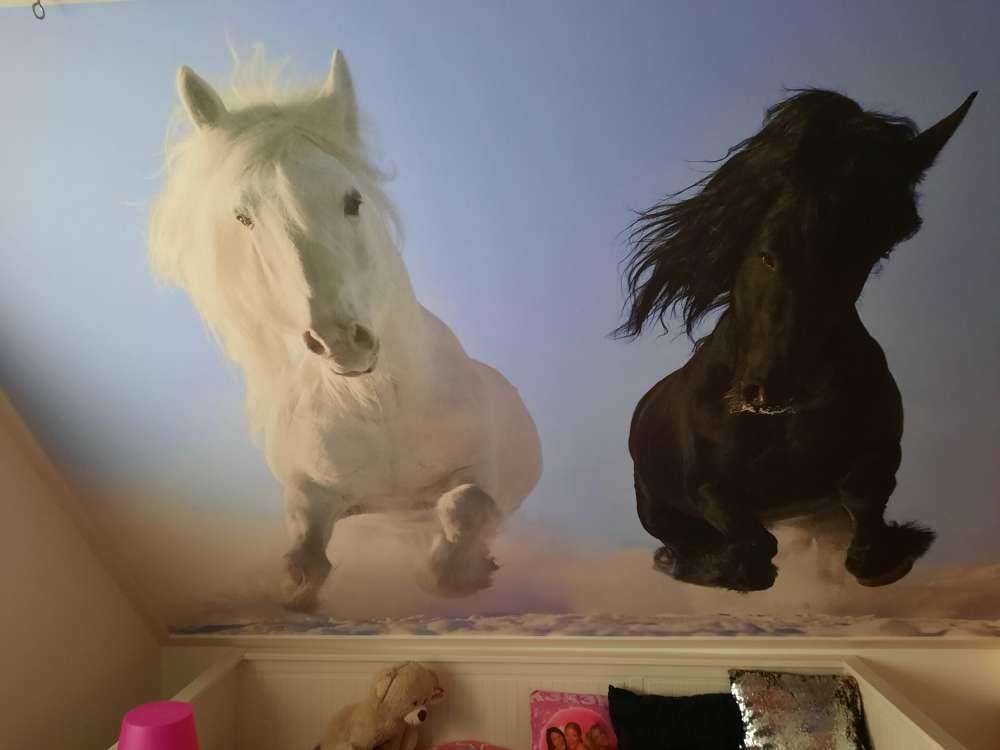 Cheval blanc et noir