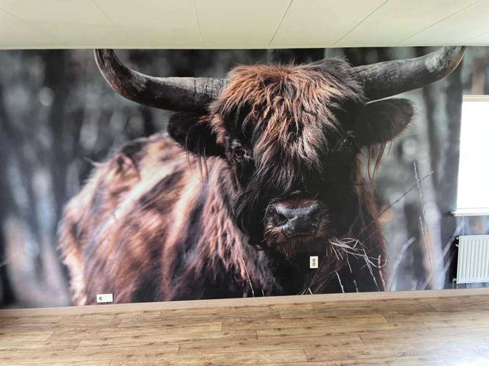 Highland écossais