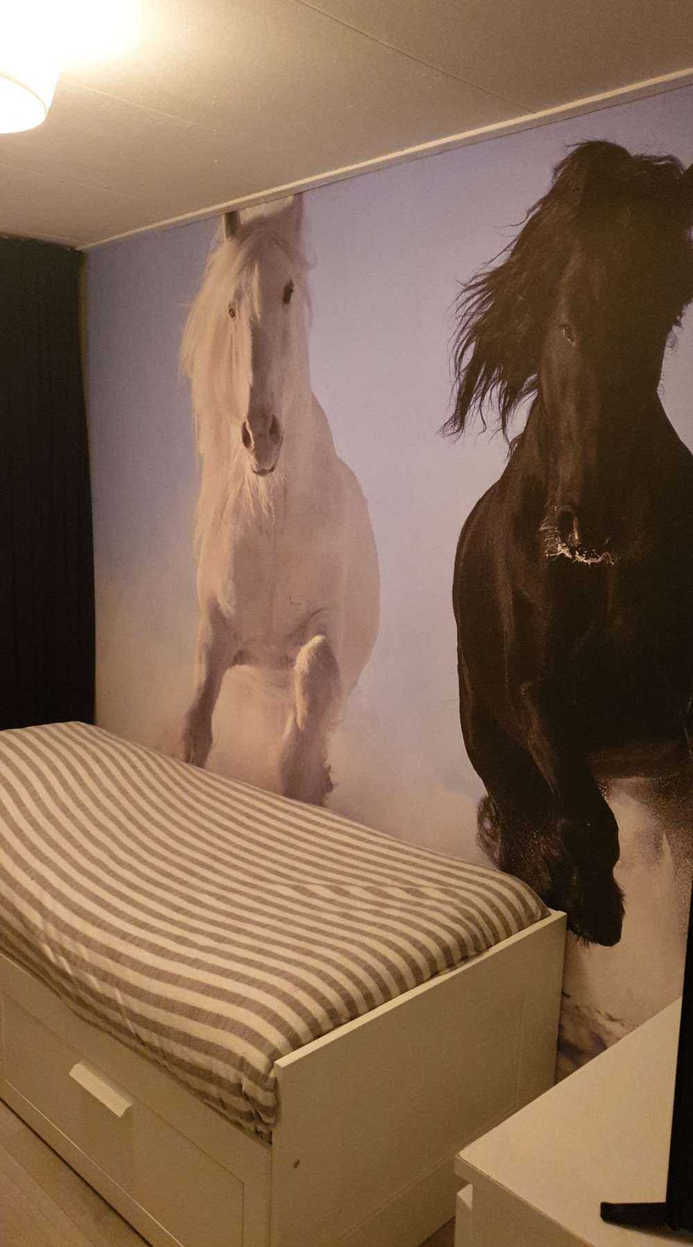 Cheval blanc et noir
