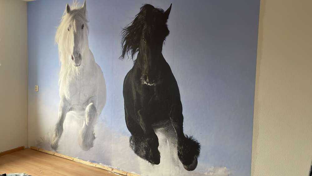 Cheval blanc et noir