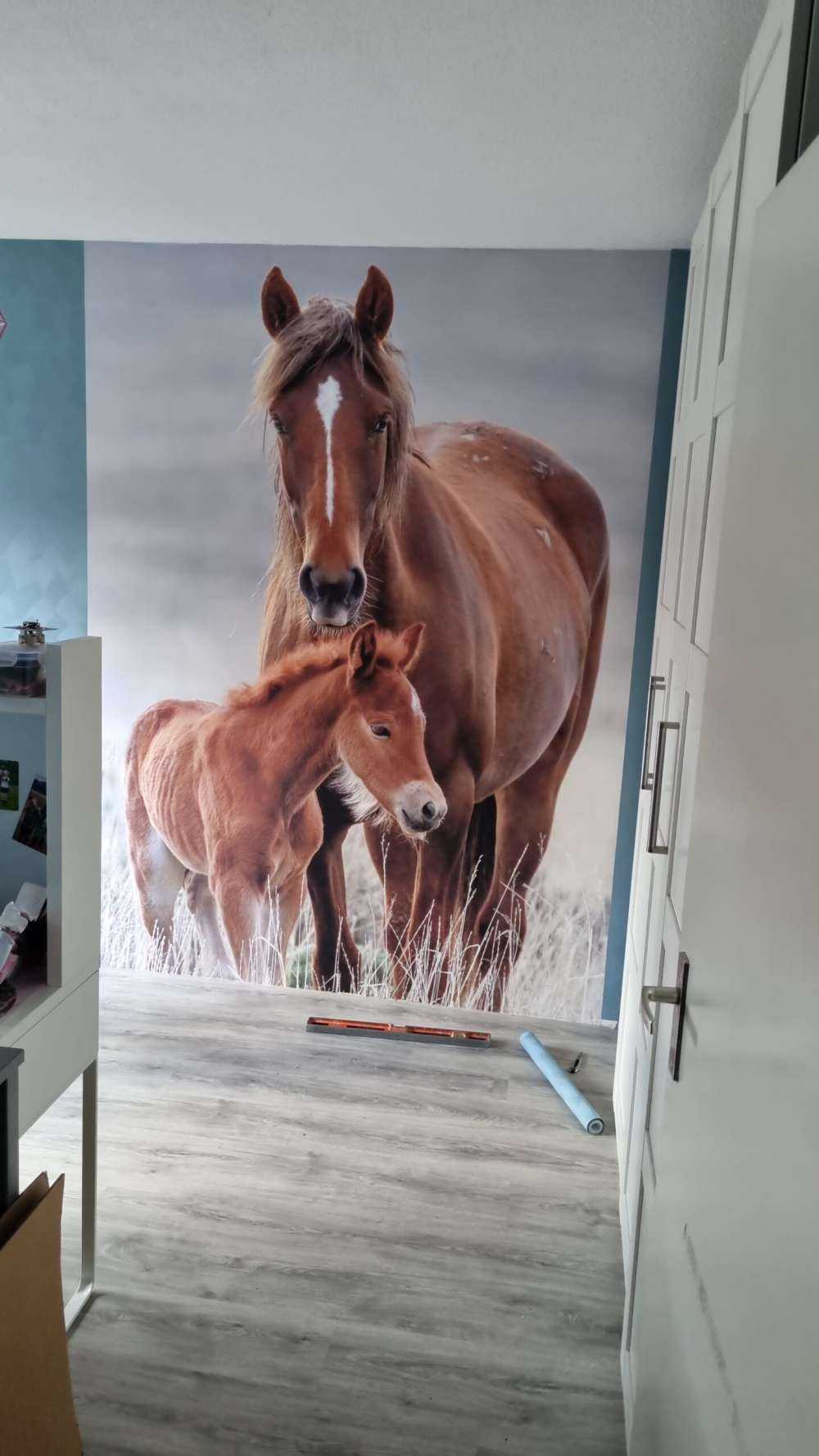 Chevaux sauvages