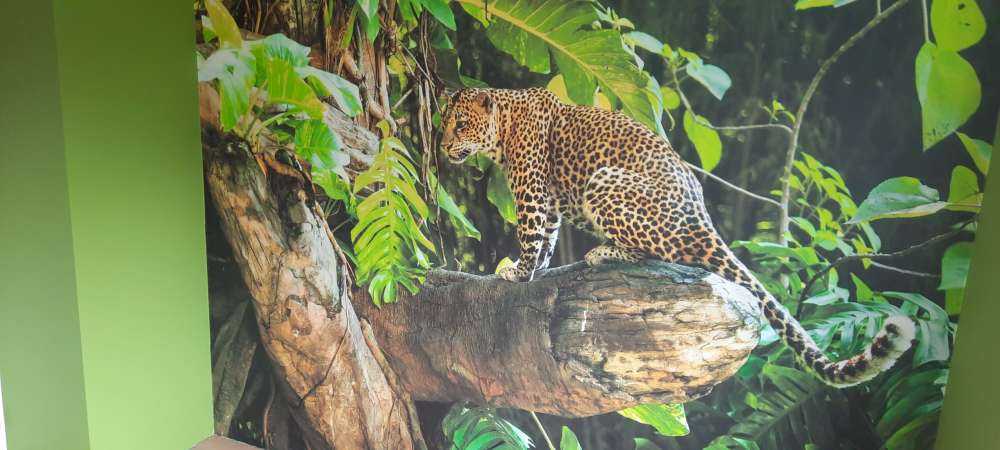 Léopard sur une branche