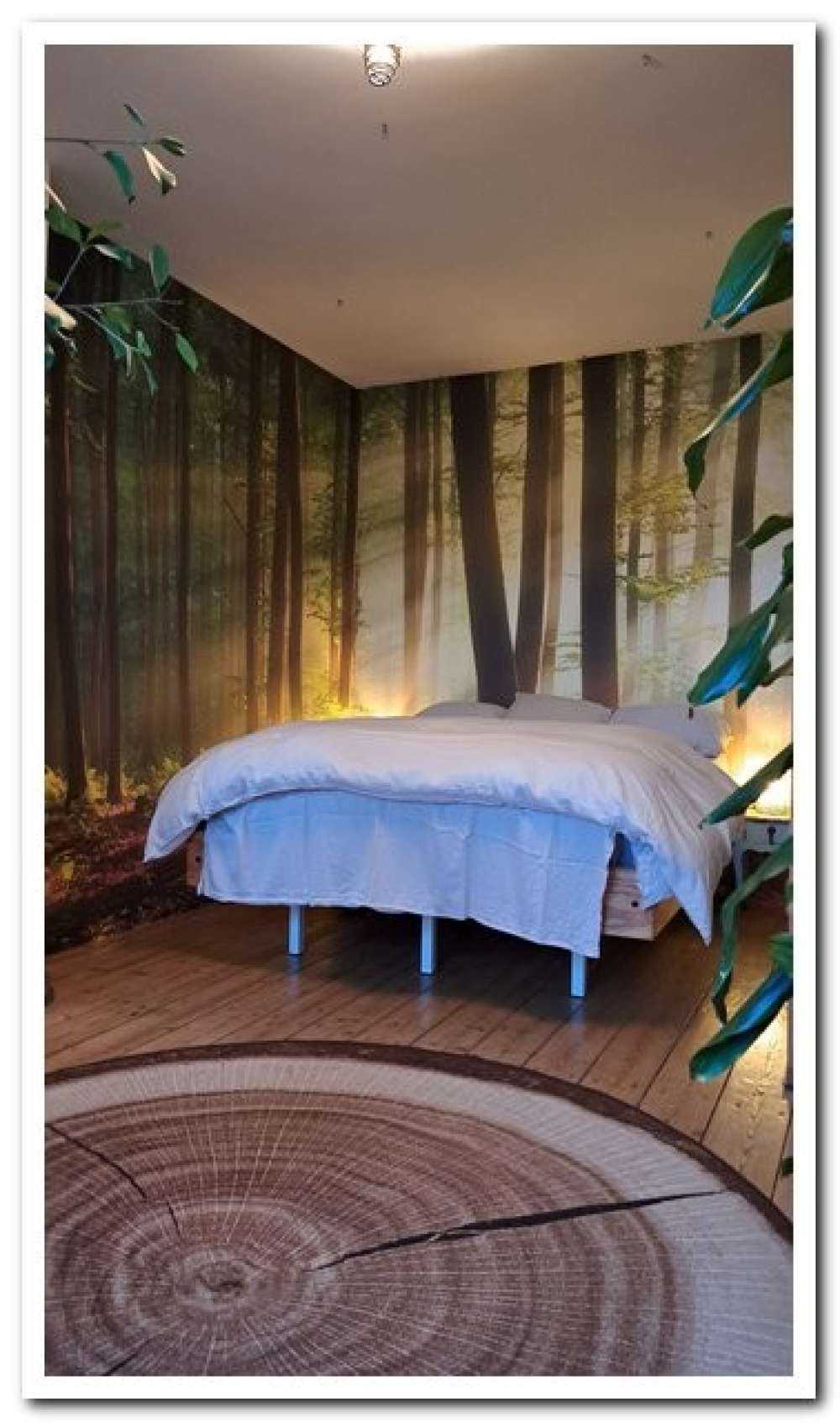 Soleil matinal parmi les arbres