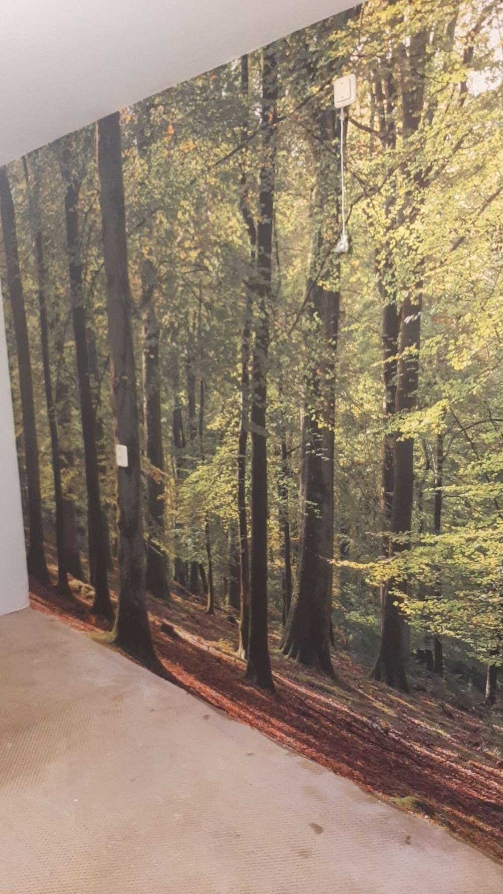 Promenade en forêt