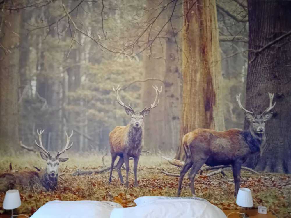 Cerfs sauvages