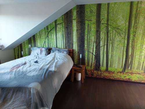 Forêt de hêtres
