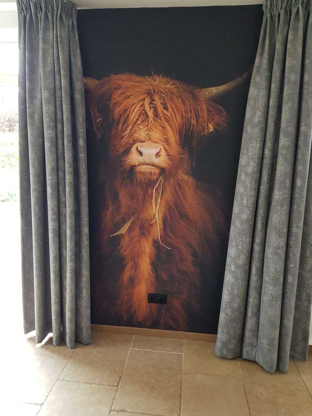 Portrait Scottish Highlander