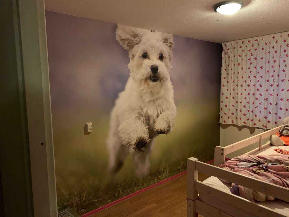 Chien courant