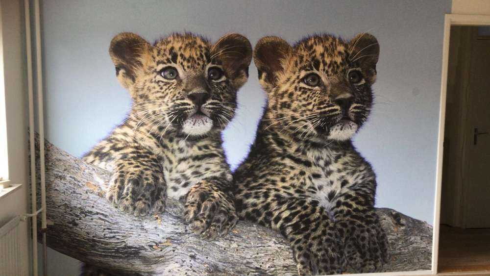 Bébés léopards