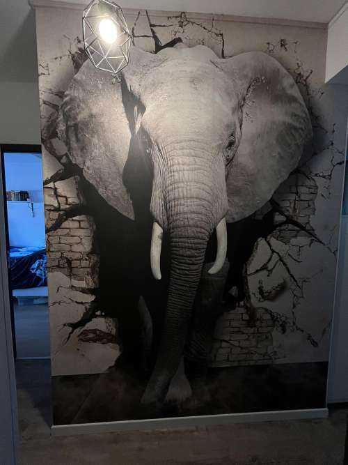 L'éléphant en 3D depuis le mur
