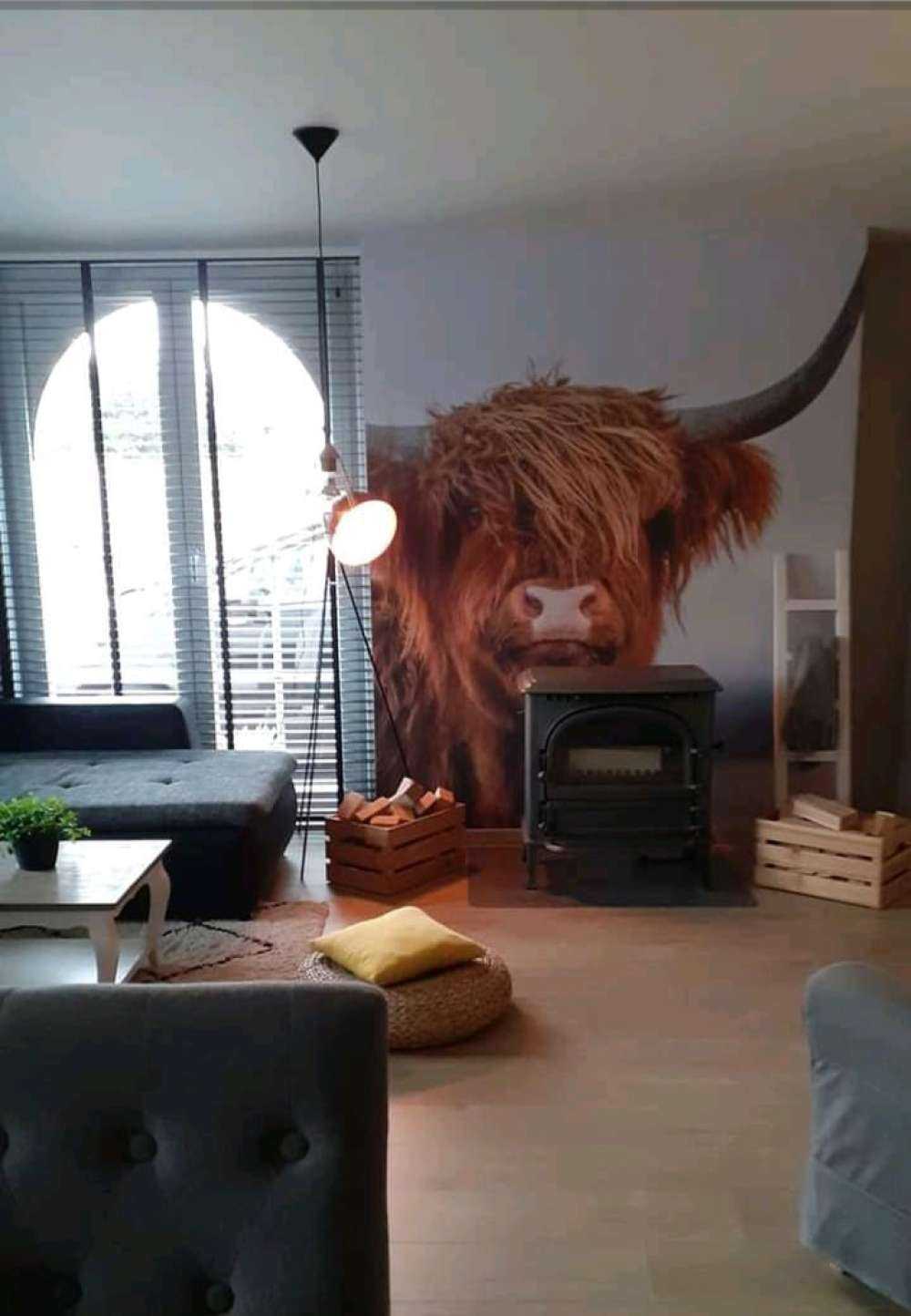 Le Highland écossais en vedette